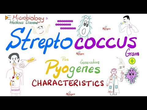 Streptococcus Pyogenes - Group A Strept (GABS) Characteristics - Microbiology& Infectious Diseases