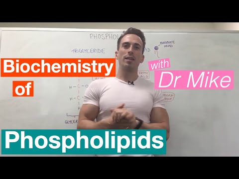 Phospholipids | Biochemistry