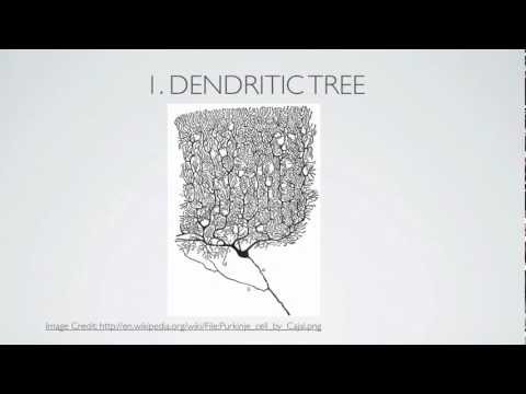 What Is A Dendrite?