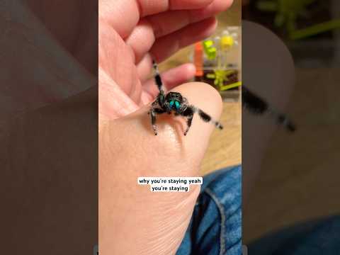 Do Jumping Spiders Make Good Pets?