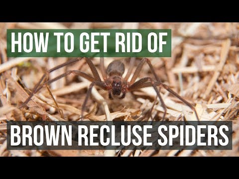 How to Get Rid of Brown Recluse Spiders (4 Easy Steps)