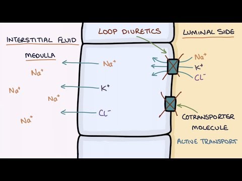 How Does Furosemide Work? Understanding Loop Diuretics