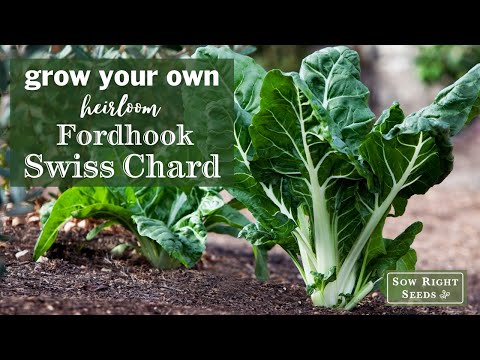 Sow Right Seeds | Fordhook Swiss Chard