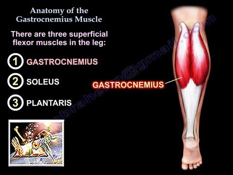 Anatomy Of The Gastrocnemius Muscle - Everything You Need To Know - Dr. Nabil Ebraheim