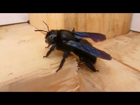 Big Black Bee