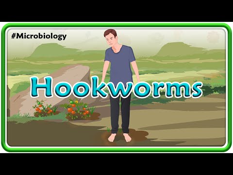 Hookworms Microbiology Animation | USMLE Step 1