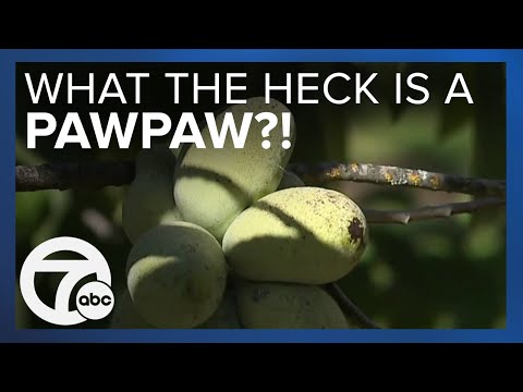 Move over pumpkin spice: Pawpaw fruit is the new taste of fall in Michigan