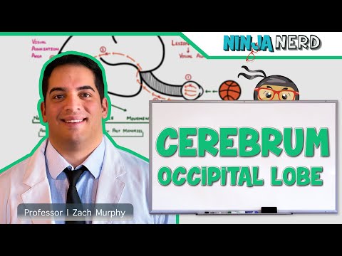 Neurology | Cerebrum: Occipital Lobe Anatomy & Function