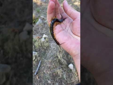 Mediterranean Giant Centipede Bite