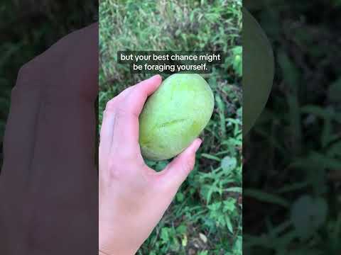 What is a Pawpaw? #fruit #pawpaw