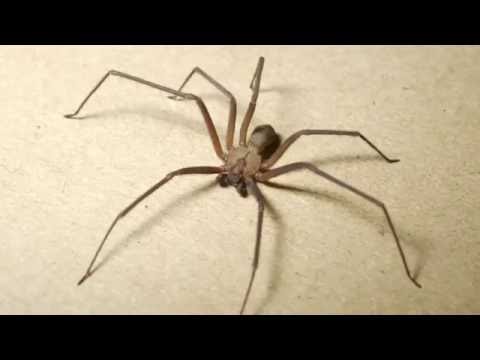 Brown Recluse Spider