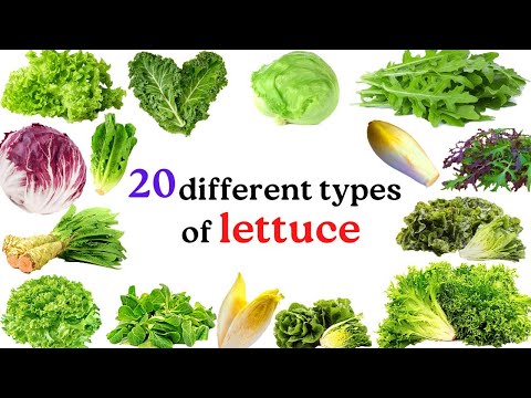 Varieties of lettuce plants