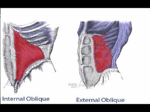 Two Minutes of Anatomy: Internal and External Obliques