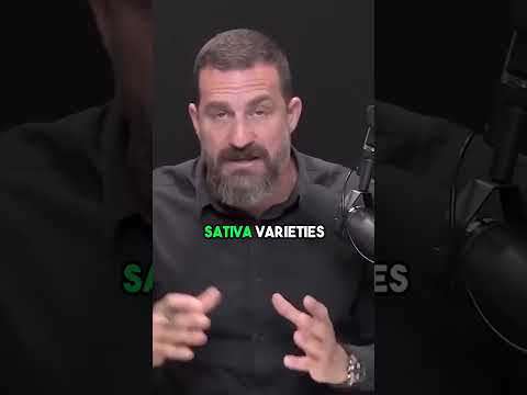 Neuroscientist: "Cannabis Effects Sativa vs. Indica"