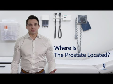 Where Is The Prostate?