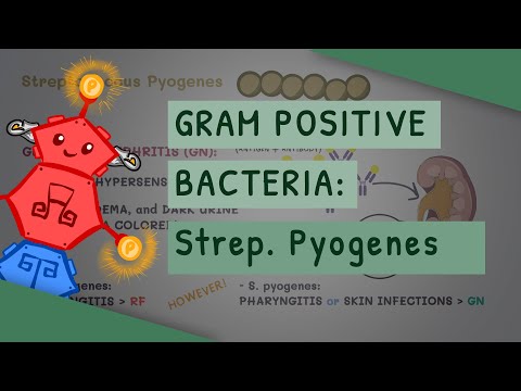 Gram Positive Bacteria: Streptococcus Pyogenes