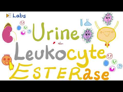 Urine Leukocyte Esterase (Urinalysis) - Urinary Tract Infections (UTI) - Labs Playlist