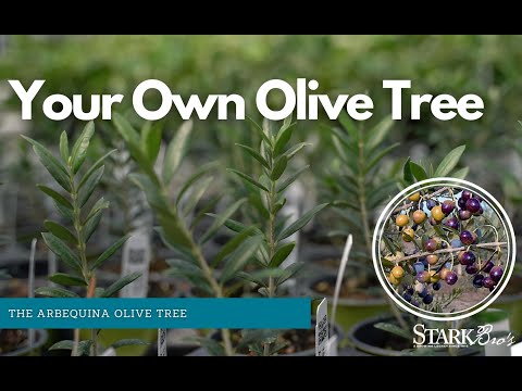 Grow Your Own Olives - Arbequina Olive Tree