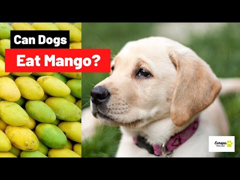 Can Dogs Eat Mango? All You Need to Know