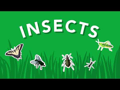 What Is an Insect? Smithsonian Video for Kids