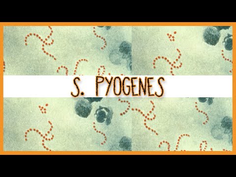 Streptococcus Pyogenes