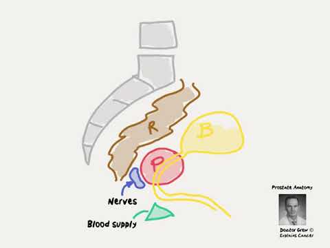 Doctor Explains Prostate Location and Why It's Important for Prostate Cancer