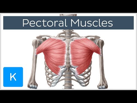 Pectoral Muscles: Area, Innervation & Function - Human Anatomy | Kenhub