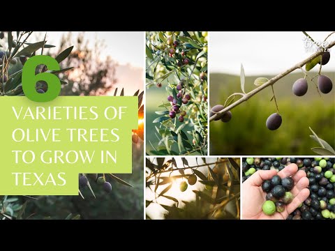 6 Best Varieties of Olive Trees to Grow in Texas