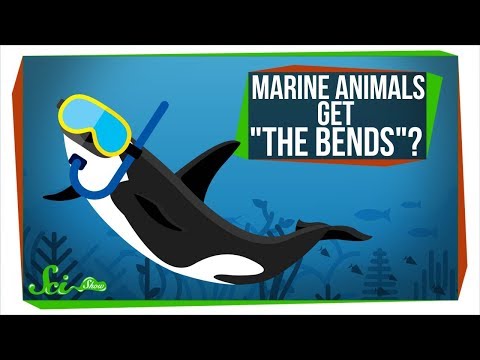 Why Don't Marine Animals Get "The Bends"?