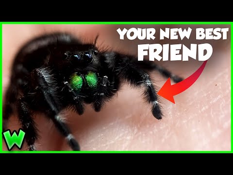 This Spider Will CURE Your Arachnophobia - The Bold Jumping Spider