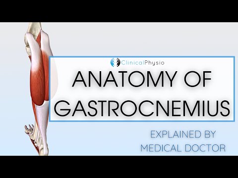 Gastrocnemius Anatomy | Doctor Explains Anatomy of Gastrocnemius Muscle!