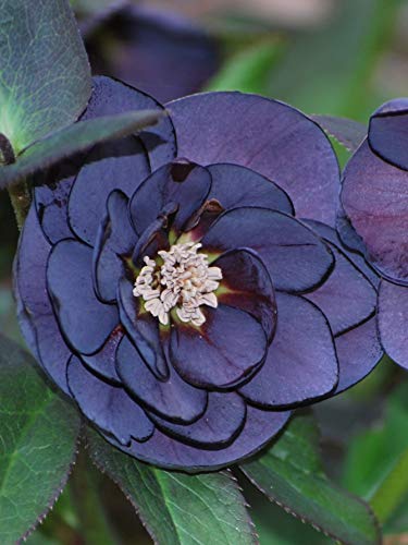 Perennial Farm Marketplace Helleborus X W.j. 'Onyx Odyssey' (Lenten Rose) Perennial, Quart, Near Black Flowers